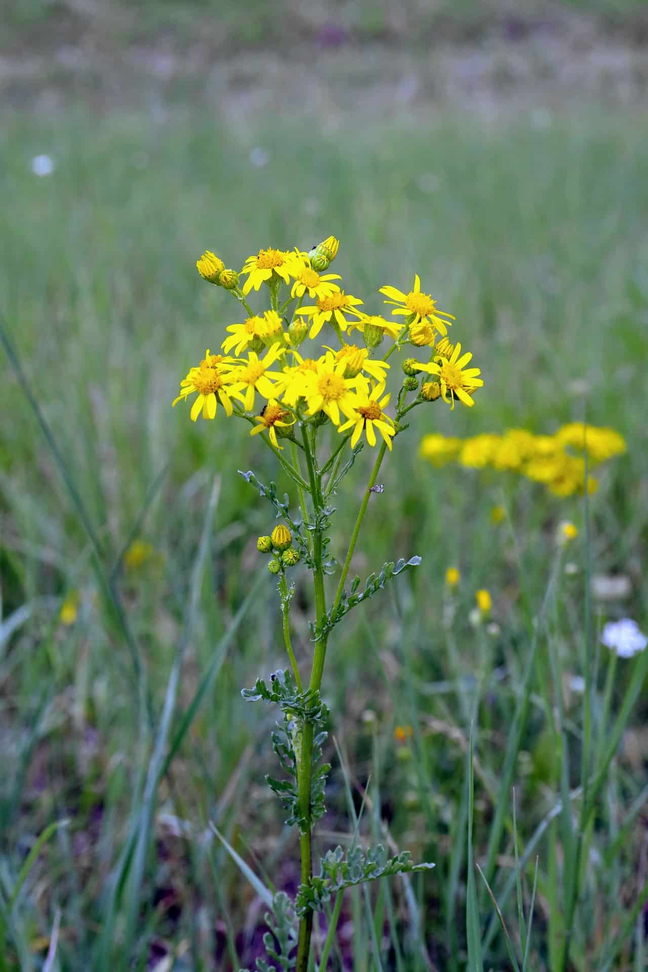 Jacobaea vulgaris