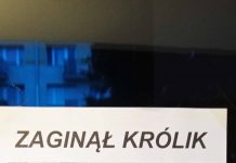 Poszukiwania Królika – rodzina poszukuje „opiekuna” Poszukiwania Królika z Okrzei