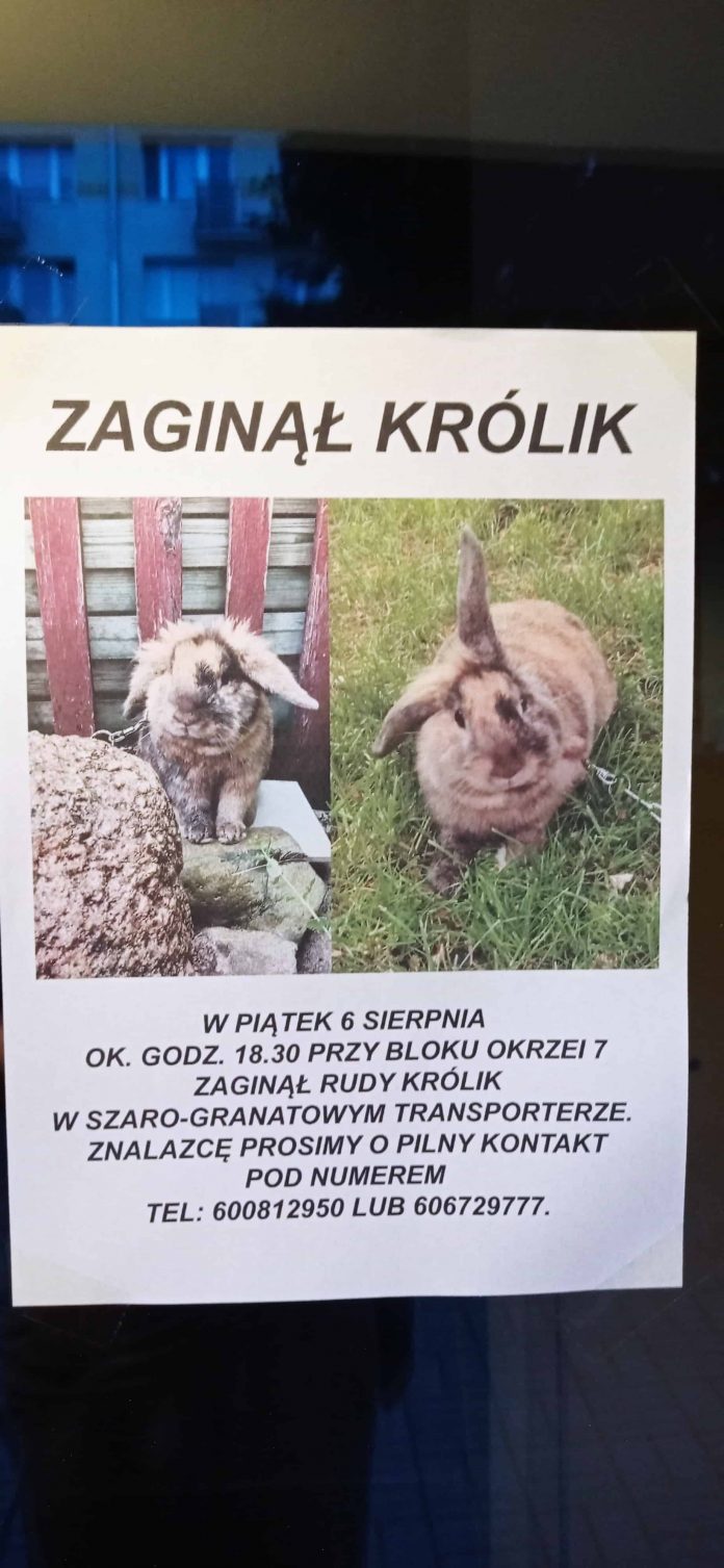 Poszukiwania Królika z Okrzei Poszukiwania Królika z Okrzei