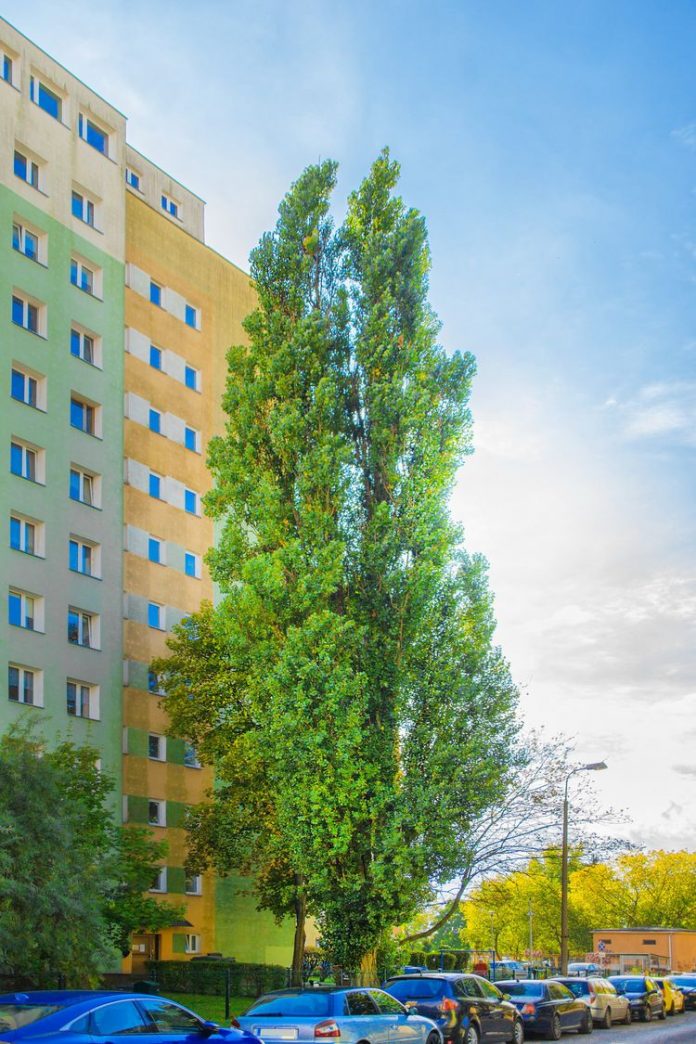 2 edycja konkursu Bydgoskie Drzewo Roku 2 edycja konkursu Bydgoskie Drzewo Roku