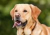 Czipobus w Bydgoszczy Labrador retriever -Czipobus w Bydgoszczy