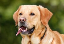 Czipobus w Bydgoszczy Labrador retriever -Czipobus w Bydgoszczy