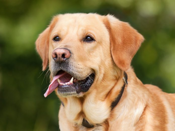Labrador retriever -Czipobus w Bydgoszczy